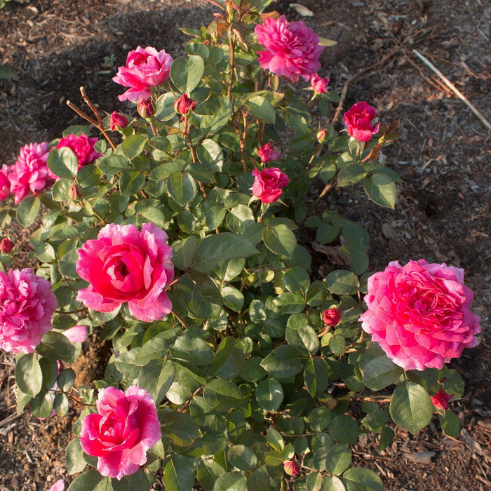 Rose, Sophy's Rose