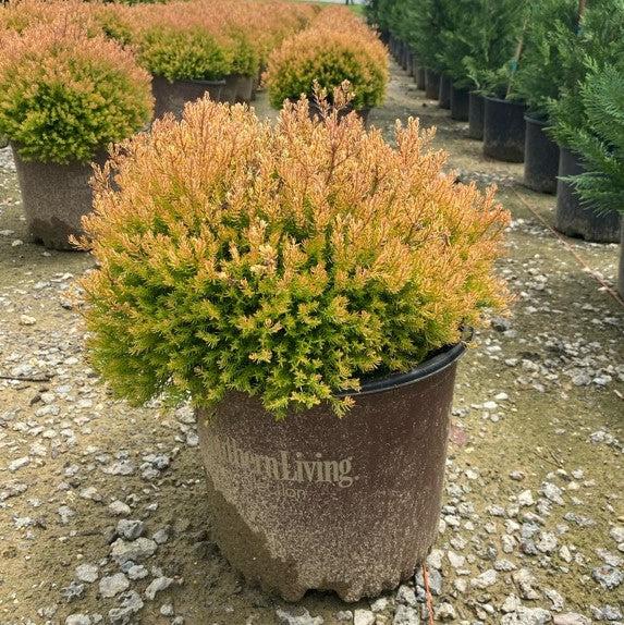 Arborvitae, Fire Chief™ Globe Arborvitae