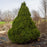 Spruce, Dwarf Alberta Spruce