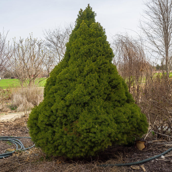 Spruce, Dwarf Alberta Spruce