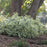 Honeysuckle, Cool Splash® Honeysuckle