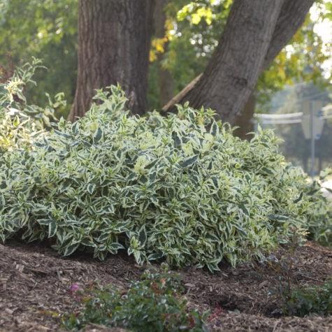 Honeysuckle, Cool Splash® Honeysuckle