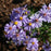 Aster, Bluebird Smooth Aster