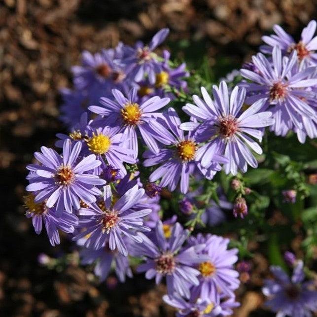 Aster, Bluebird Smooth Aster