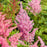 Astilbe, Rheinland Japanese Astilbe