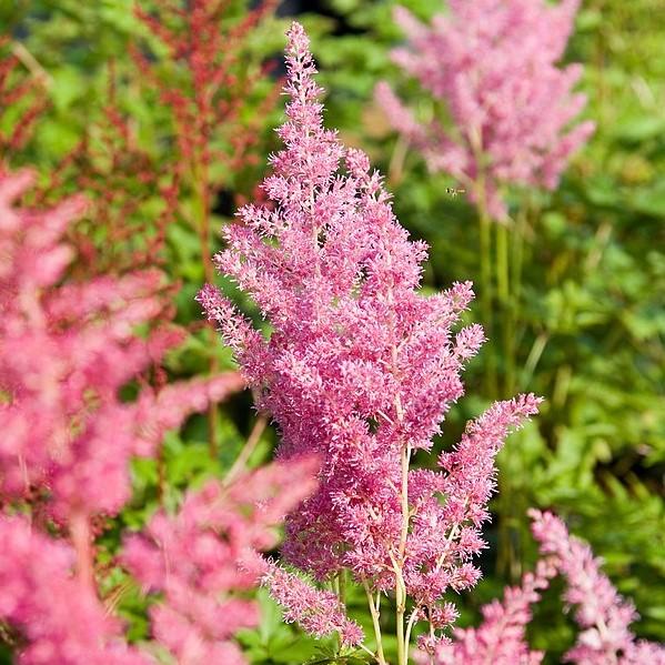 Astilbe, Rheinland Japanese Astilbe
