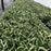 Hosta, Patriot Hosta