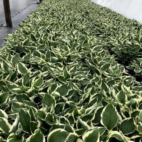 Hosta, Patriot Hosta