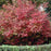 Viburnum, Snowball Viburnum