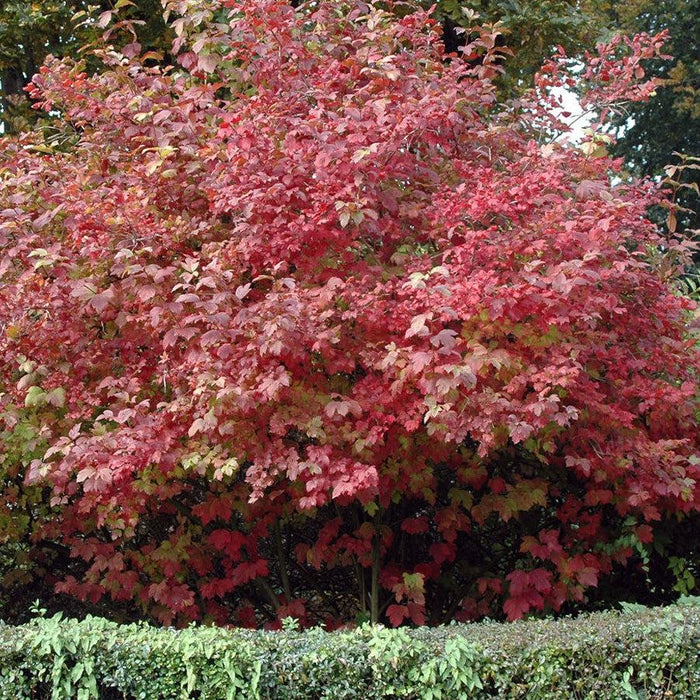 Viburnum, Snowball Viburnum
