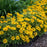False Sunflower, Sunstruck False Sunflower