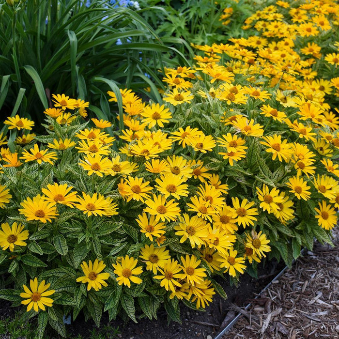 False Sunflower, Sunstruck False Sunflower