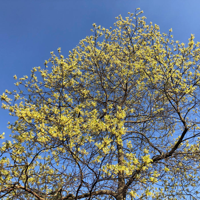 Sassafras albidum  - Sassafras