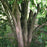 Viburnum lentago  - Nannyberry