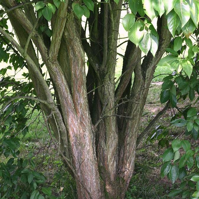 Viburnum lentago  - Nannyberry