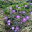 Cranesbill, Dark Roast Wild Cranesbill