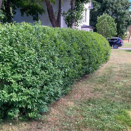 Privet, Cheyenne European Privet