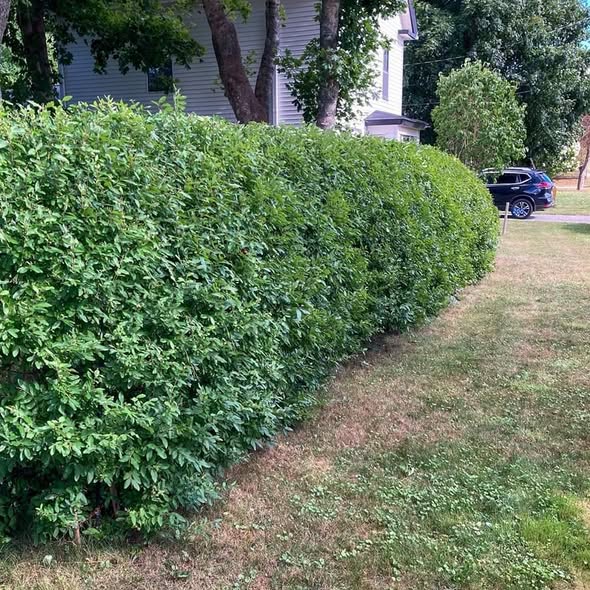 Privet, Cheyenne European Privet