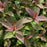Spirea, Empire® Ice Dragon™ Spirea