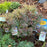 Leucothoe, Leafscape Burning Love Leucothoe