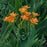 Lily, Freckle Face Blackberry Lily