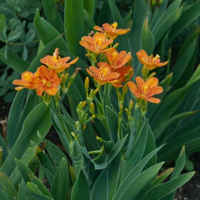 Lily, Freckle Face Blackberry Lily