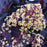 Smoke Tree, Royal Purple Smoke Tree
