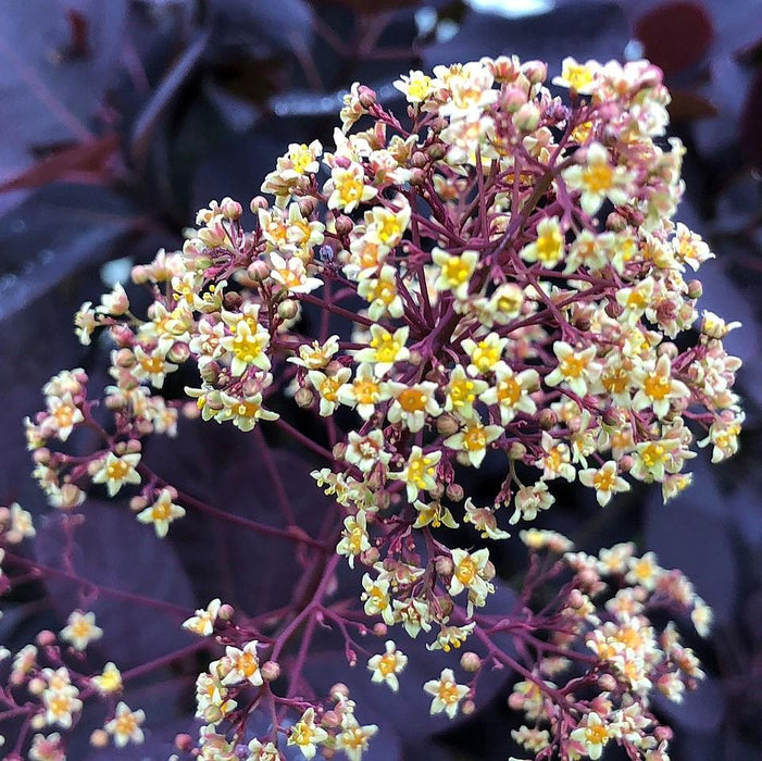 Smoke Tree, Royal Purple Smoke Tree