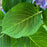 Hydrangea, Endless Summer® The Original Macrophylla Hydrangea