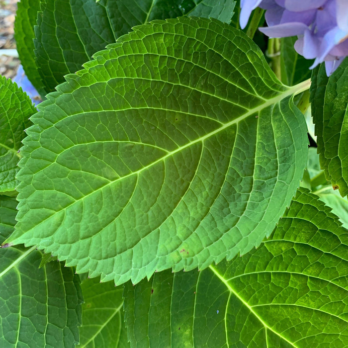Hydrangea, Endless Summer® The Original Macrophylla Hydrangea