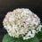 Hydrangea, Invincibelle® Wee White Smooth Hydrangea