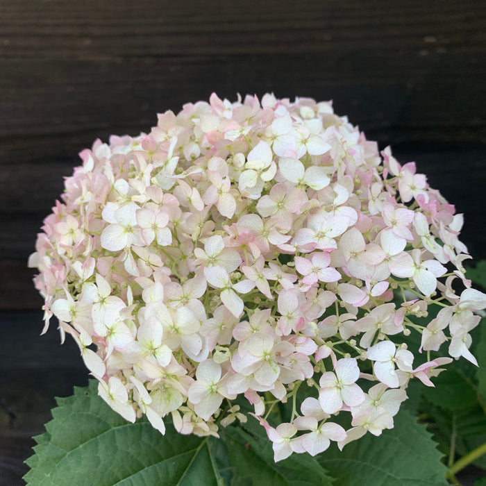 Hydrangea, Invincibelle® Wee White Smooth Hydrangea