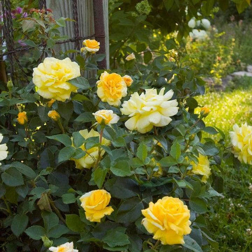Rose, High Voltage Shrub Rose