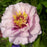 Peony, Cora Louise Itoh Peony
