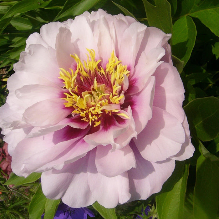 Peony, Cora Louise Itoh Peony