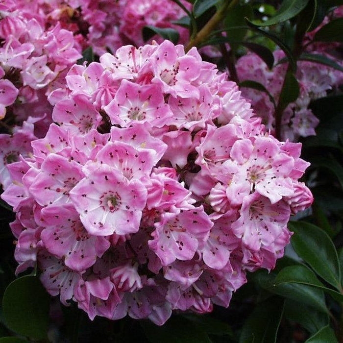 Mountain Laurel, Pink Globe Mountain Laurel