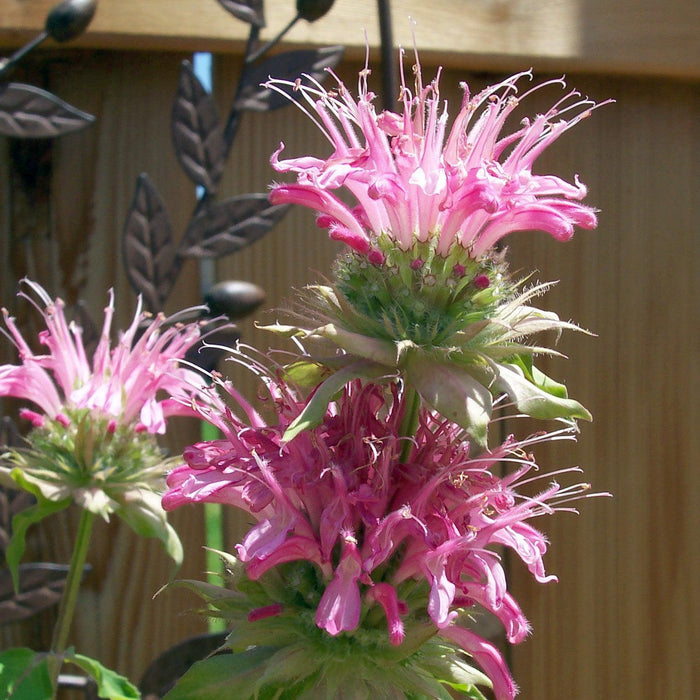 Bee Balm, Sugar Buzz® Bubblegum Blast Bee Balm