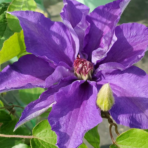 Clematis, Lindsay Clematis