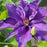 Clematis, Lindsay Clematis