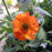Geum 'Tims Tangerine'  - Totally Tangerine™ Avens