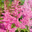Astilbe, Rheinland Japanese Astilbe