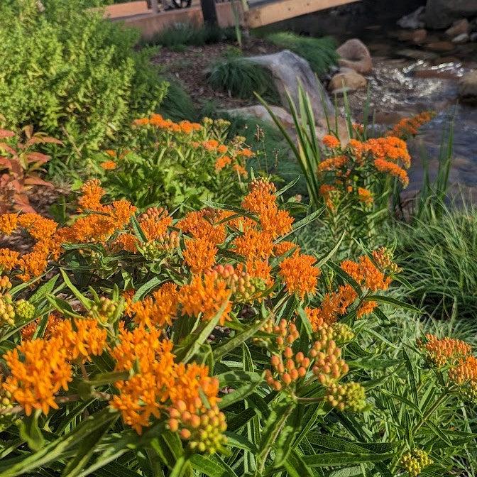 Milkweed, Butterfly Weed