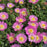 Delosperma, Jewel of Desert® Rose Quartz Ice Plant