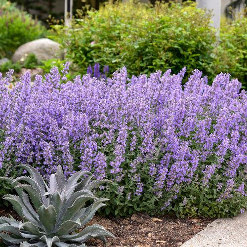Catmint, Cat's Meow Catmint