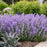 Catmint, Cat's Meow Catmint