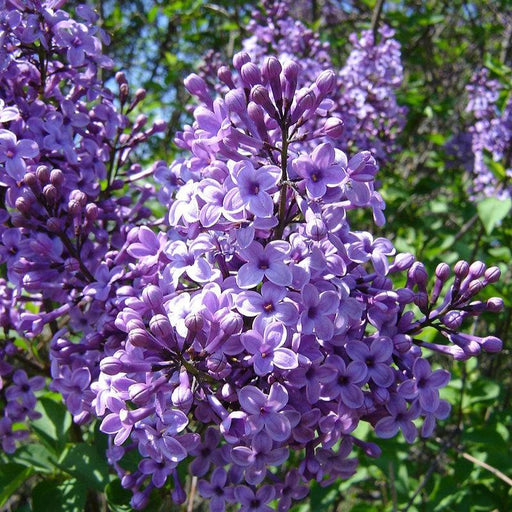Lilac, Common Lilac