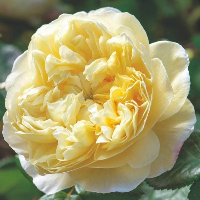 Rose, Charles Darwin® Rose