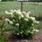 Hydrangea, First Editions® Strawberry Sundae® Paniculata Hydrangea