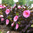 Hibiscus, Summerific® Edge of Night Hibiscus