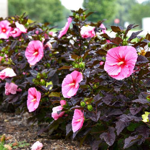 Hibiscus, Summerific® Edge of Night Hibiscus